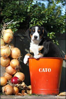 Cato